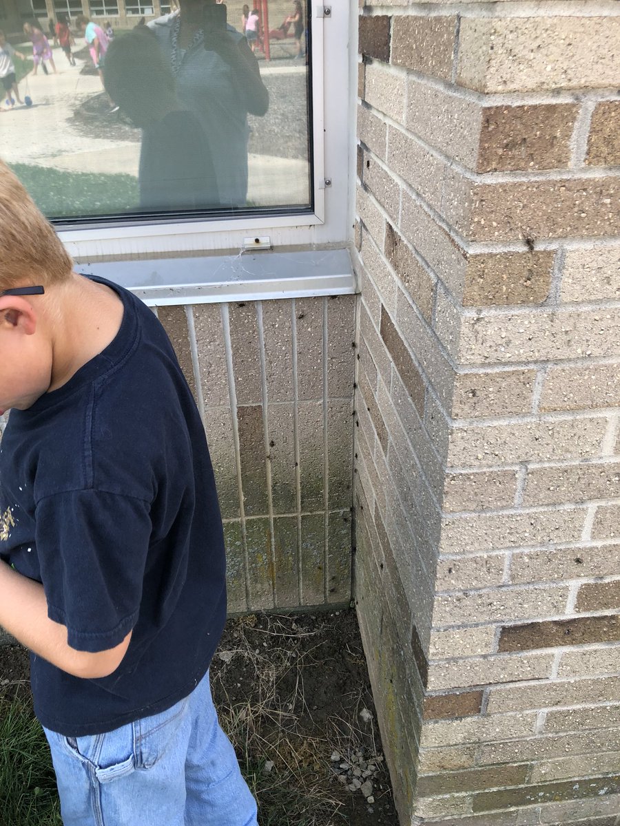 BHMSDCHILDCARE's tweet photo. Look at all the 🦗 crickets we found in the courtyard. https://t.co/gSG4XeTDHA