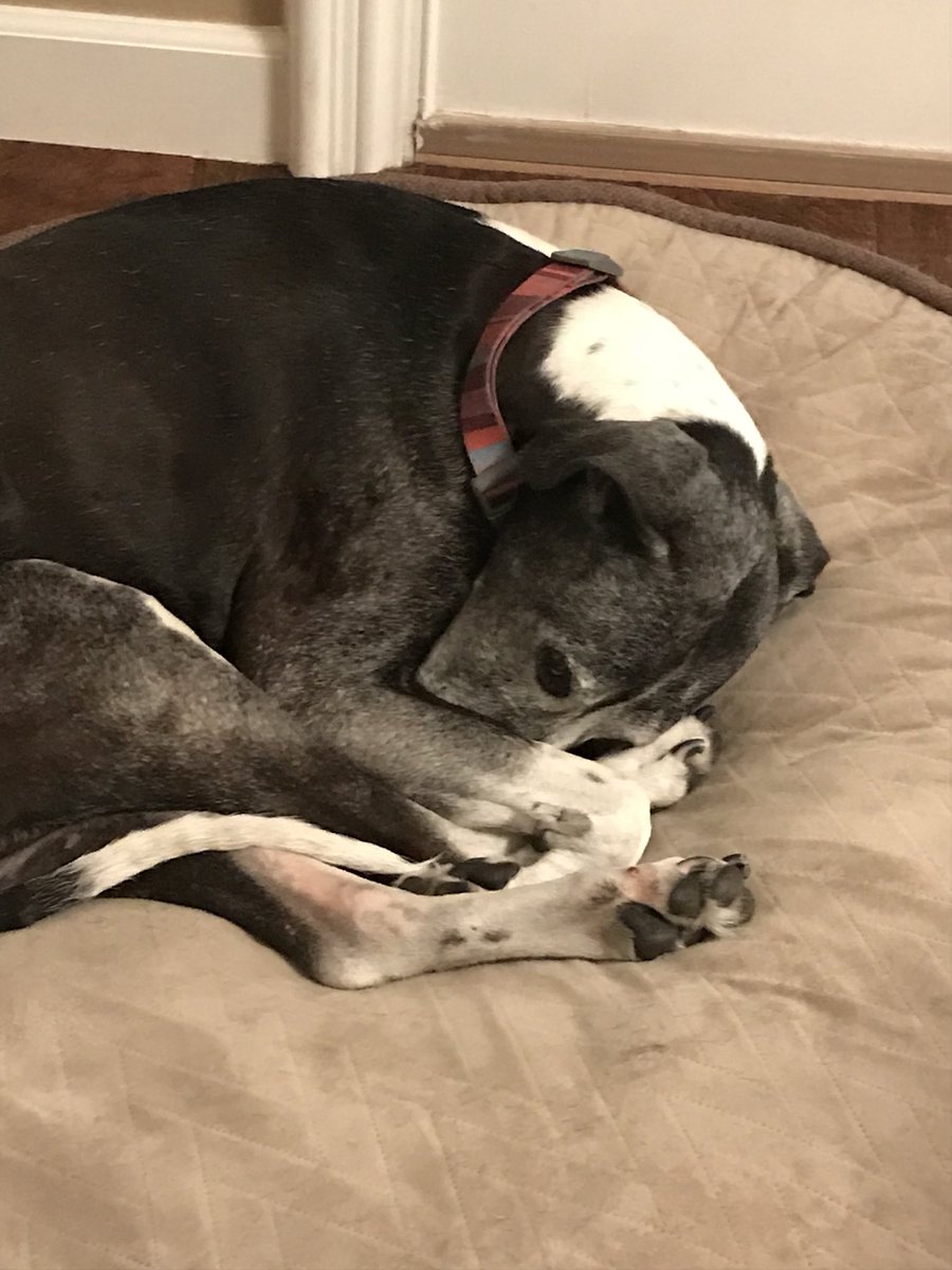 taylorfent0n's tweet photo. Rest In Peace sweet girl. Thank you for blessing our family for 14 years. You will always always always be my puppy. Have fun running up in heaven, I love you Beakin 💕 https://t.co/HC1BcW0lnc