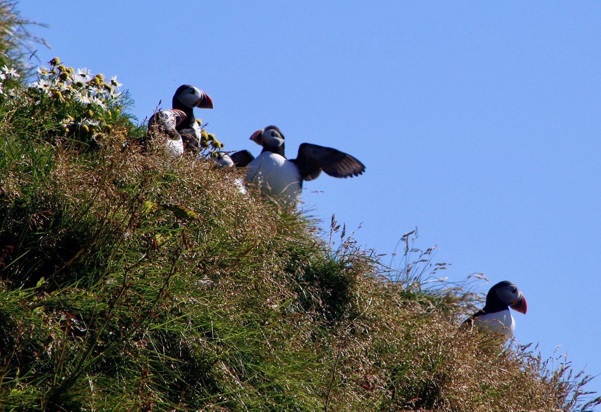 experiri's tweet photo. I may have too many puffin photos. #Icelandproblems https://t.co/v25kvBkFAX