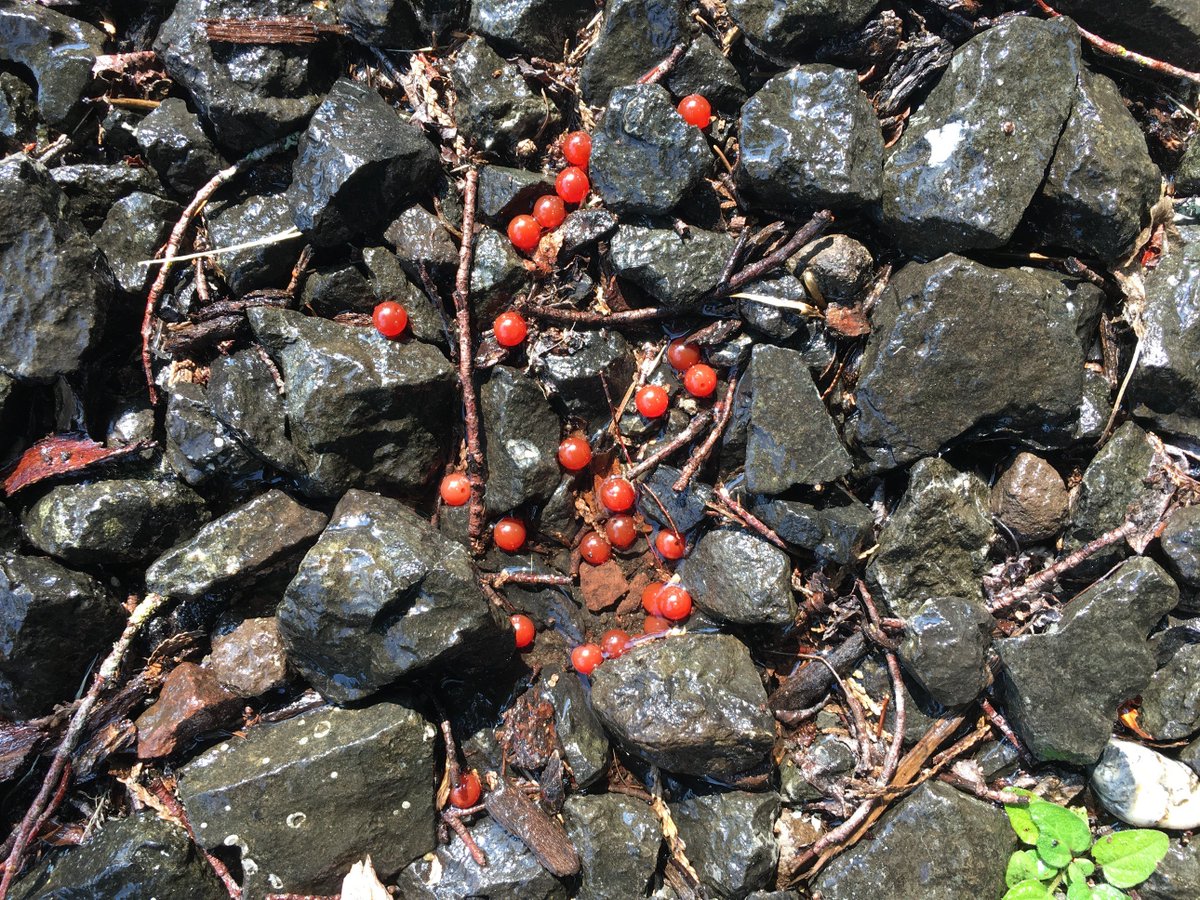 bestfishingbead's tweet image. Our Ultra Fresh Roe looks like fresh salmon eggs just laid is the redd! You'll love our heavy fast sinking fishing beads almost as much as the fish do! Get them while they last! These rare gemstone fishing beads go fast! stonecoldbeads.com/product/orange…