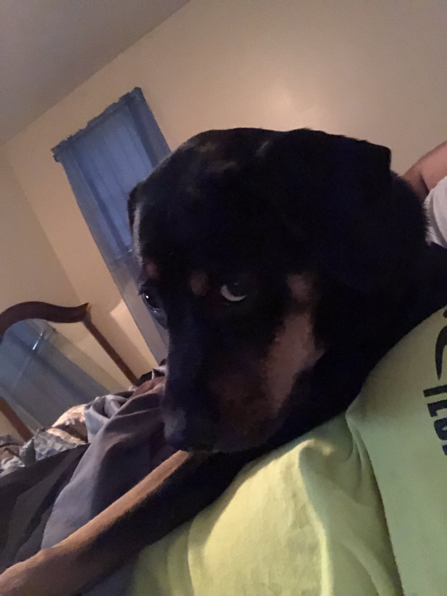daniejenks14's tweet photo. @PascoSheriff doing our #9PMRoutine since this guy got his cone off today so he ran around excited and is super sleepy now 😂❤️💙😍

#ConeFree #SleepyBoy #Snuggles #ThatSideEye #HesSoSickOfMyShitToday 😂 https://t.co/6331JvNsgc