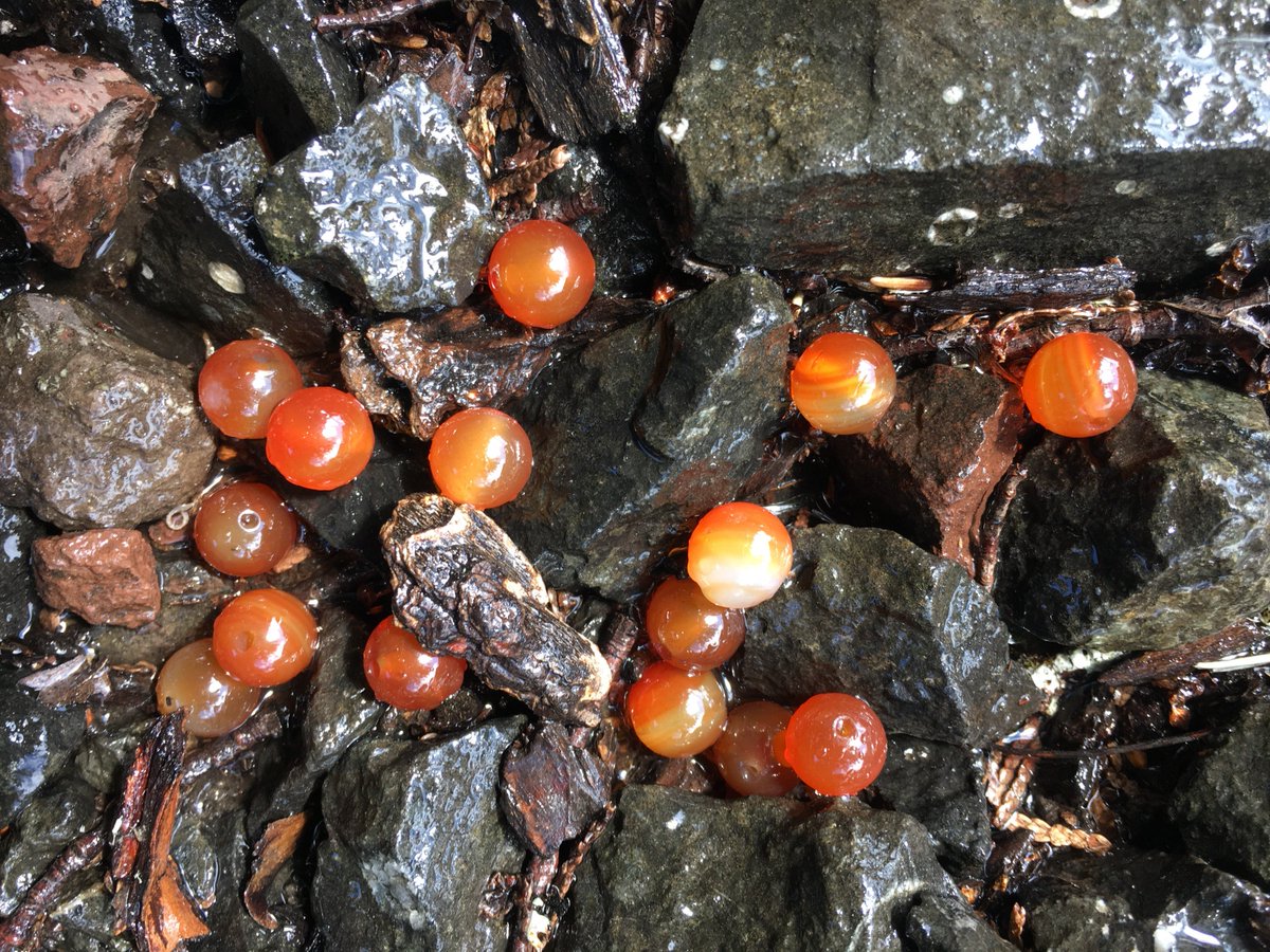 bestfishingbead's tweet image. These are our Fresh Milk Roe beads! So natural looking it's scary! These beads look just like freshly fertilized salmon roe! These are one of our top sellers! Get some for yourself and find out why! stonecoldbeads.com/product/fresh-…