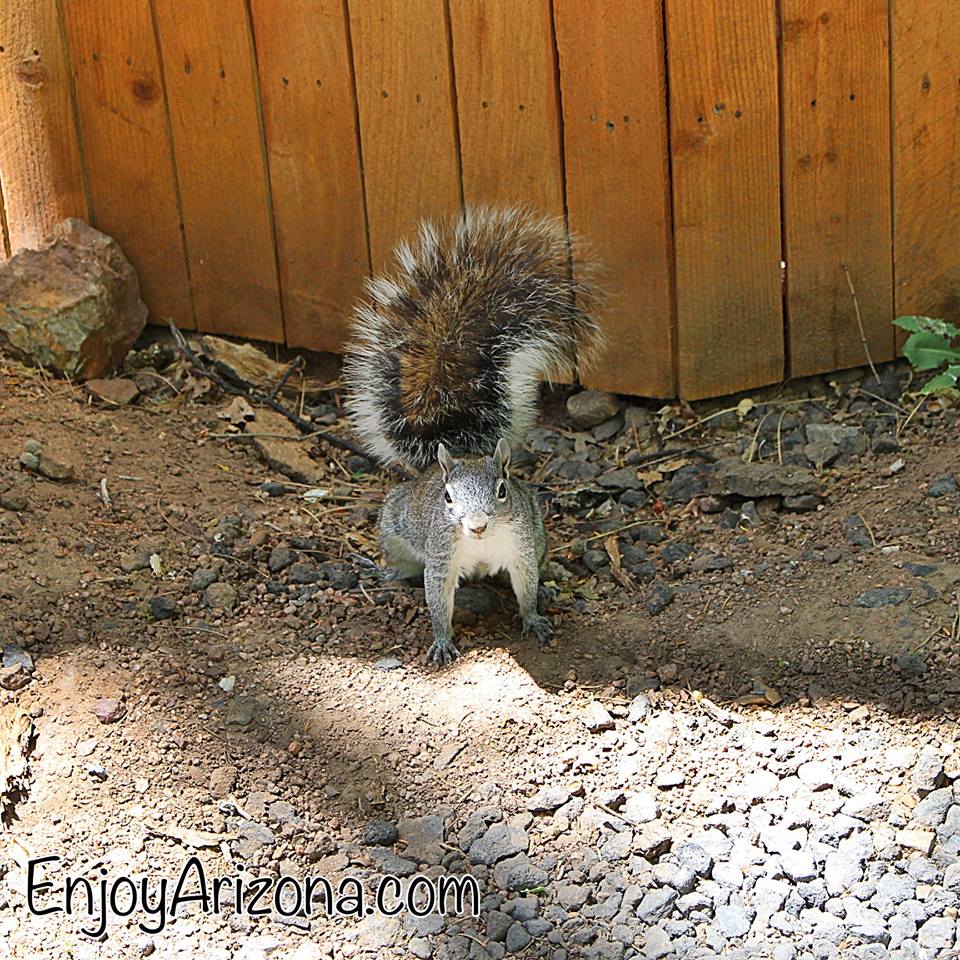 CCLODGEAZ's tweet photo. This guy can often be seen wandering around Christopher Creek Lodge... What creatures will you spot on your next visit?? 😀 

#arizonasummer #christophercreek #azforest #northernarizona #summergetaway #azwilderness #enjoyarizona #paysonaz #azwildlife #christophercreeklodge https://t.co/TyJS4MNc1M