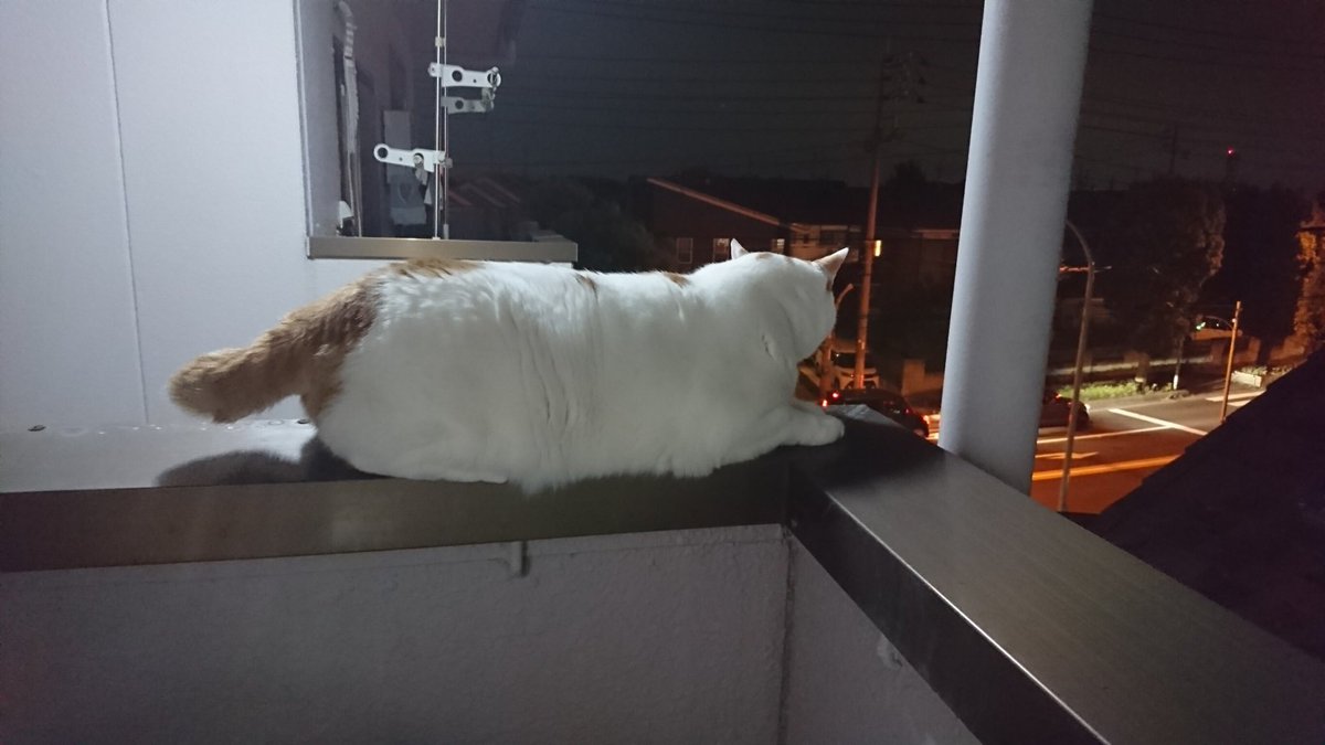 猫夜叉 Twitter Search 猫夜叉 Twitter Search