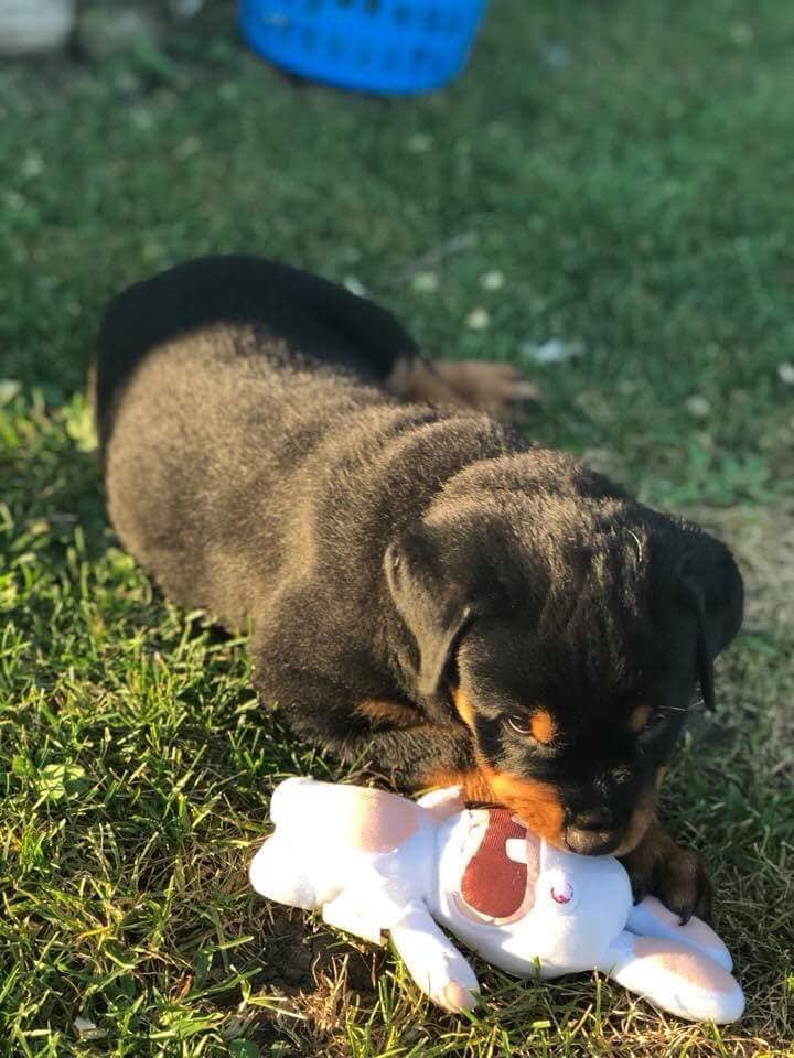 _Chrxnic_'s tweet photo. Twitter meet my son Kovu https://t.co/eNXjmMJNGe