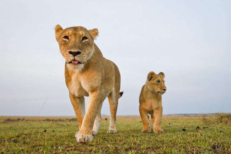 WildlifeMag's tweet image. Happy #WorldLionDay! We&apos;ll be sharing photos and facts about these big cats today! 
Starting with this fantastic online gallery by @willbl : ow.ly/ou5130ljWNV