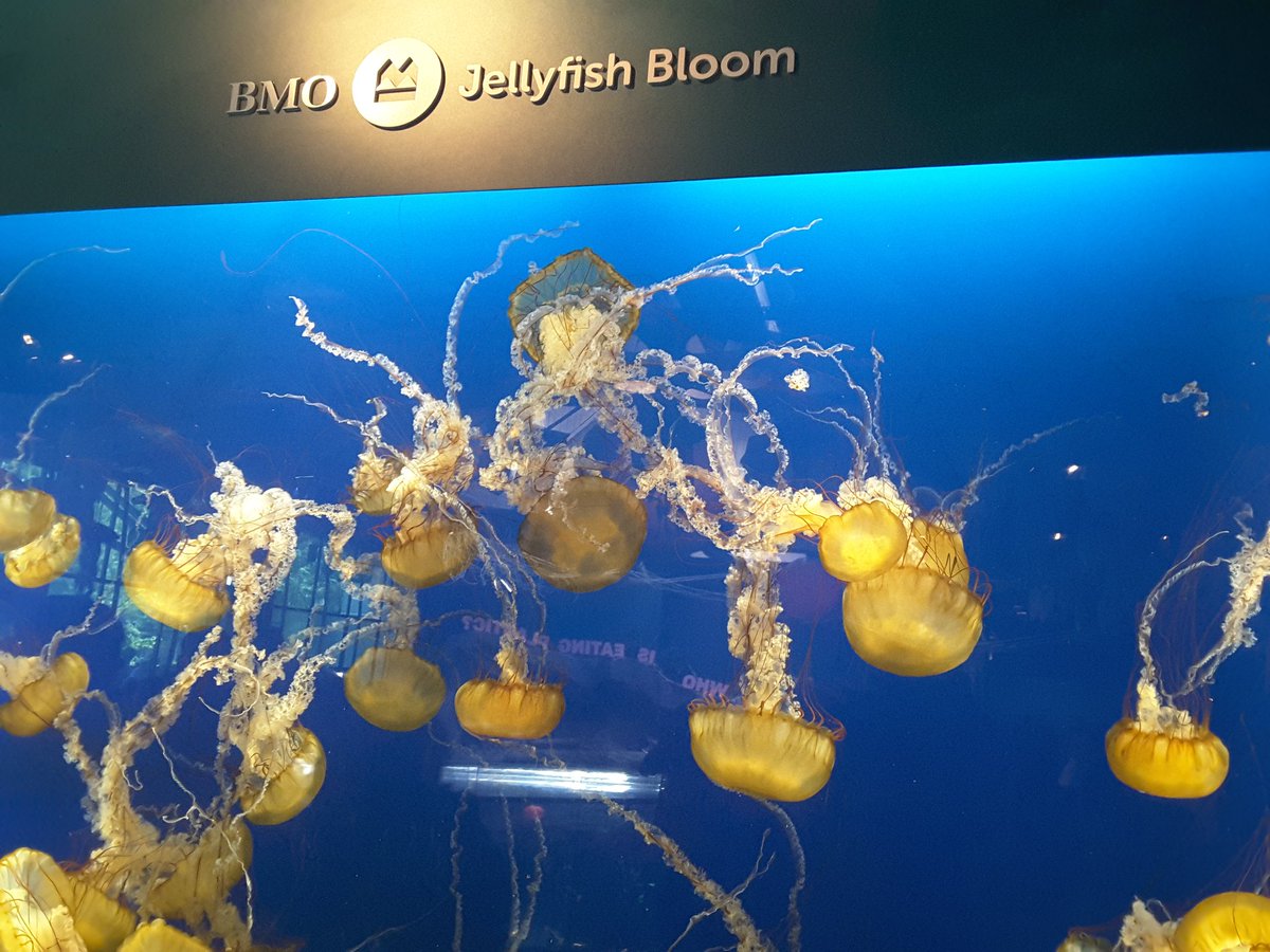 Ieuan_Smith's tweet photo. Day 9. Last full day in Canada. :( Caught the Sky Train and went to Stanley Park and the aquarium. Then explored Gastown and Canada Place, admiring the sights. Then my first ever CFL game to watch the BC Lions play. And we won! Now to fly back tomorrow. 😢 #ReturnToVancouver https://t.co/4c4w5Qy6Lv