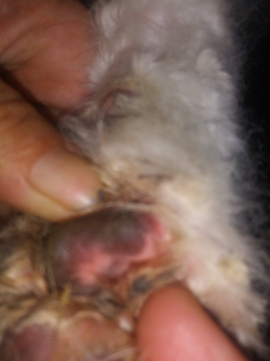 AgainstHacks's tweet photo. Sometimes volunteering for a shelter means emotional women show up late at your house for help grooming a dog they rescued. The women finally left. The poodle feels better and will be with a rescue soon. #Realmenstepup https://t.co/jyof02H1lq