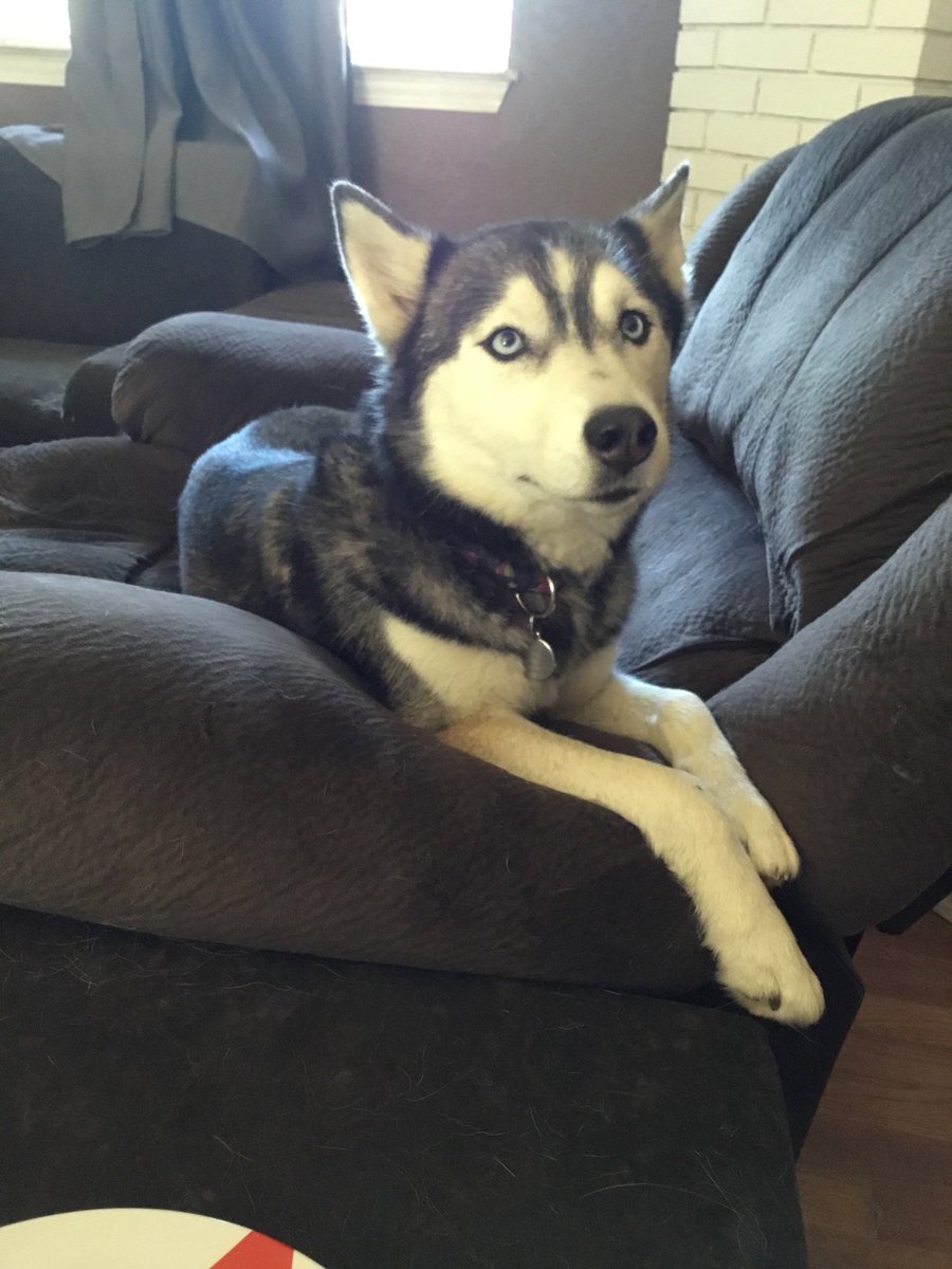 Novafancypants's tweet photo. @kknutso13 @dog_rates Miss Noel says he’s handsome. https://t.co/ElWcnKEbW2
