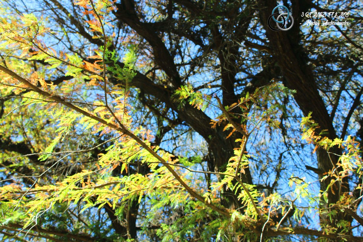 3 Rings Films Fotografa Katehurvar Lugar Aguascalientes Light Landscape Trees Photography Photograph Photo Treestand Lanscape Lovers Landscapes Lanscapephotography Clouds Flores Flowers Aesthetic Foto Fotografia Tumblr