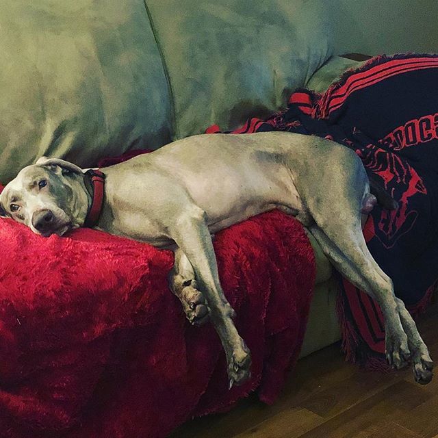 KellyDouglas's tweet image. Paint me like one of your French girls #hitchdidit #weimaranersofinsta #weimaraner ift.tt/2M8jP9o