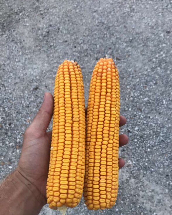 David Wolfe tweet media