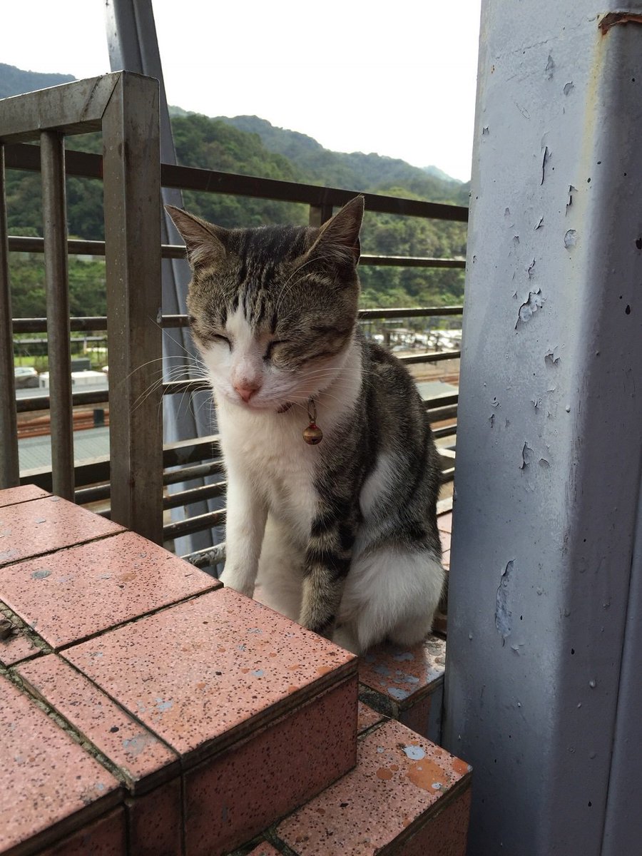 China Airlines Jp Pa Twitter 台湾好き そして猫好きのみなさん もう猴硐 ホウトン には行かれましたか 台湾の有名な観光地の１つでもある 九份からもほど近い猴硐にはたくさんの猫達が暮らしています 駅を降りた瞬間から 出迎えてくれる猫達に癒されますよ