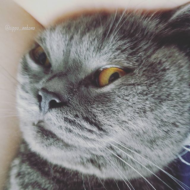 猫野七宝 ふてこい顔 抱っこされるとこうなる Cat ブリティッシュショートヘア ブリ商会 ねこ にゃんすたぐらむ Azul ふてこい ふてこい顔 抱っこきらい 抱っこ嫌い T Co Om3iclzvlz Twitter 猫野七宝 ふてこい顔 抱っこされるとこうなる Cat ブリティッシュショートヘア ブリ商会 ねこ にゃんすたぐらむ Azul ふてこい ふてこい顔 抱っこきらい 抱っこ嫌い T Co Om3iclzvlz Twitter