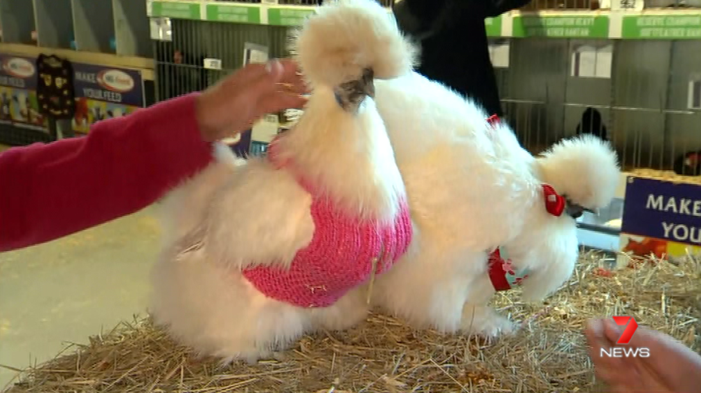 samenwerken solide Normalisatie 7NEWS Brisbane on Twitter: "A young Queensland farmer has designed a chicken  bikini for charity. He is selling them at @TheEkka for $15. Report on 7  News at 6pm. #Ekka #7News https://t.co/nZU8t7io0g" /