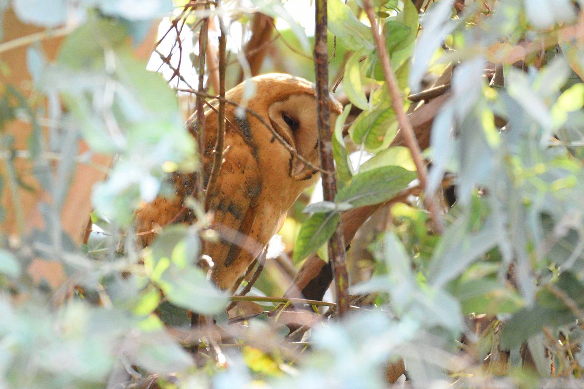 90032nerd's tweet image. Superb owl time. #owl