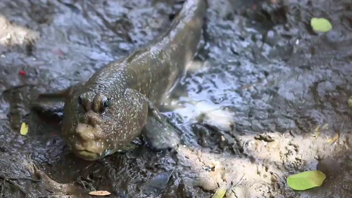 Say hello to the mudskipper, the fish that can walk on land