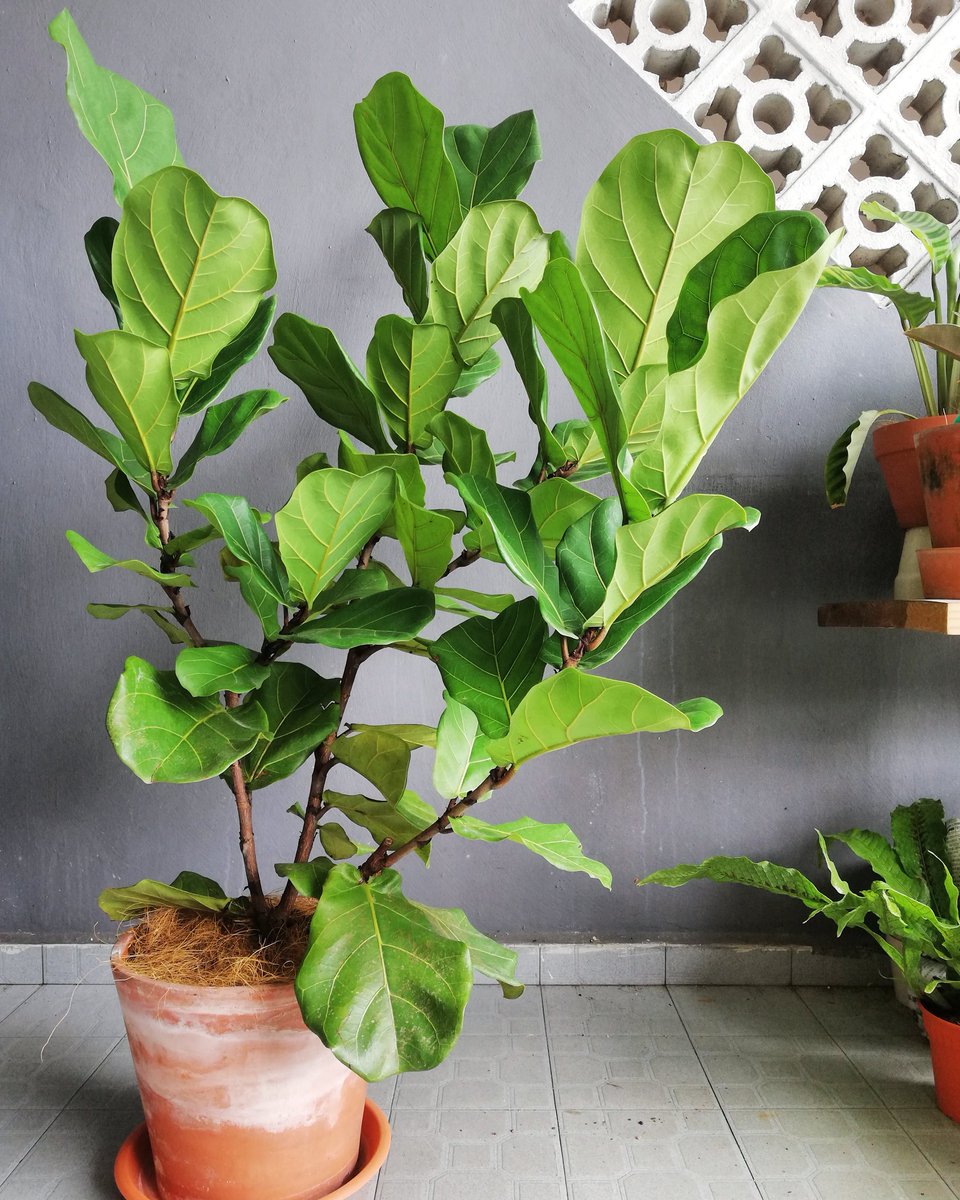 kluxorious's tweet photo. Why buy a faux plant for almost RM300 when you can get yourself a real plant for RM100 or less? Urban jungle only applied if it's real and not made of plastic 🙄 https://t.co/VtQb4LUGsC