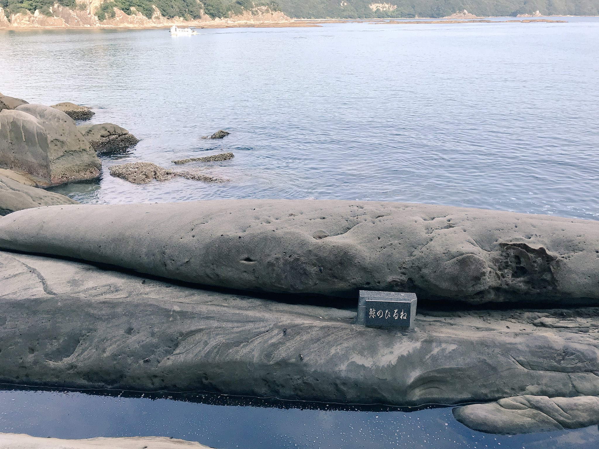 竜串海岸 足摺海底館への遊歩道 こんなのもあったりして たつくし 竜串 グラスボート 竜串海岸 見残し 海岸 シコロサンゴ 竜串 見残し奇岩パーク めざせ土佐清水ジオパーク 足摺海底館 足摺海洋館 たつくし大師の道 Sea Japan