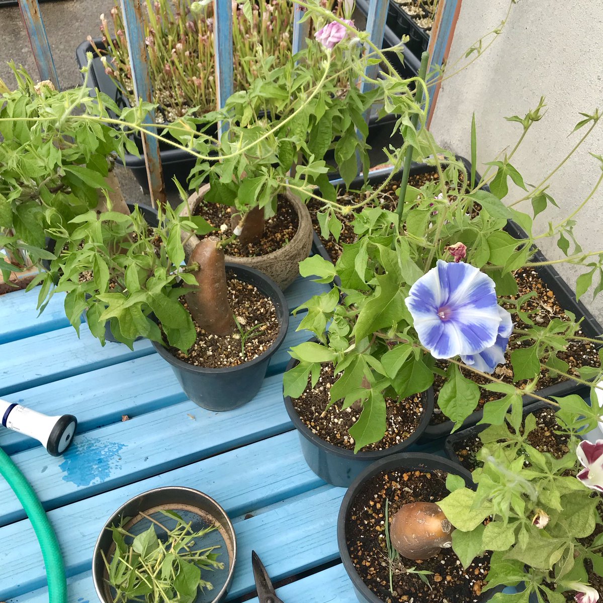 𓇟黒大根くん2 0 ビジネスとプログラミングの勉強 Twitter પર 今日のガーデニング サツマイモ朝顔の剪定ヽ W ゝ 長く伸びたツルを切ったり混み合った所の枝を間引いたりします サツマイモ サツマイモ朝顔 接ぎ木 アサガオ 芋アサガオ 朝顔 多肉