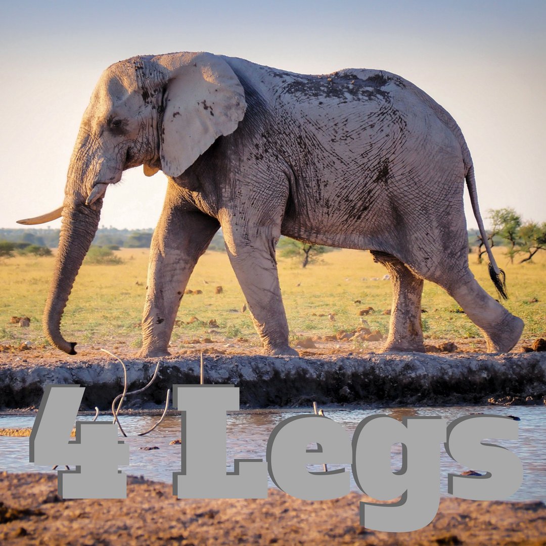 MissionPic's tweet image. August 10 Mission: 4 Legs

They don't even have to be attached to anything! 🤢

#missionpic2018 #photochallenge #4Legs #missionpicapp