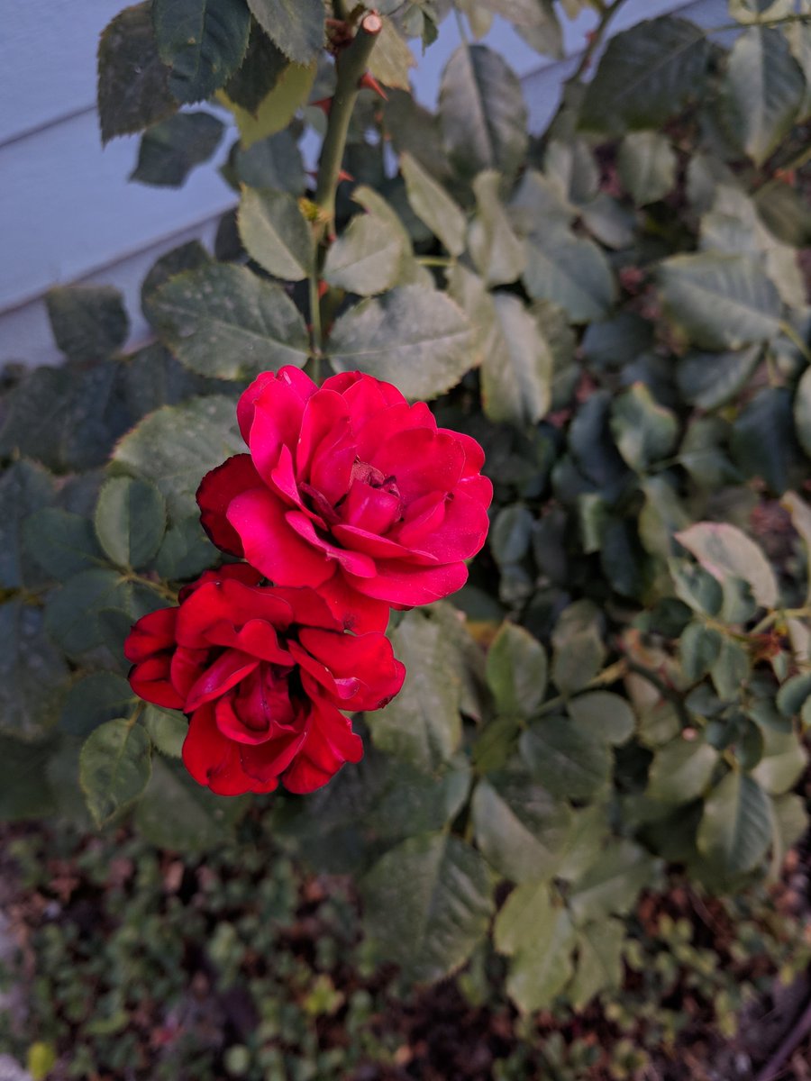 F41THFUL's tweet image. These roses have perfectly dried while still attached to the bush since it has been so hot. I think they are so beautiful. ❤️