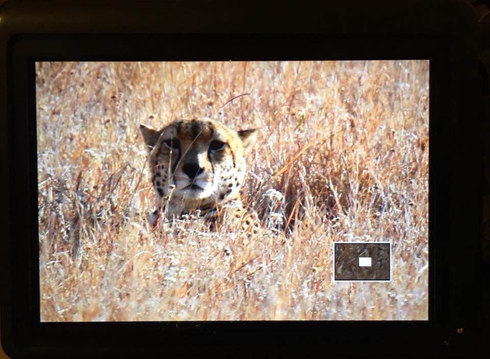 dannihinchy's tweet photo. Animal behaviours are cool. My Grevy’s were suddenly on edge.. it’s no surprise when you see how well big cats like this can hide close by! #fieldwork #bocshot #bigcats #kenya https://t.co/qK6wDxsdnS