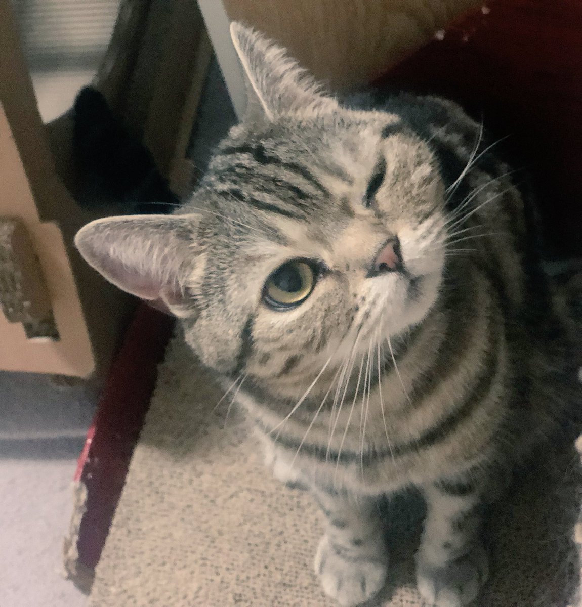 cat_dog_522's tweet image. 귀여움 공격