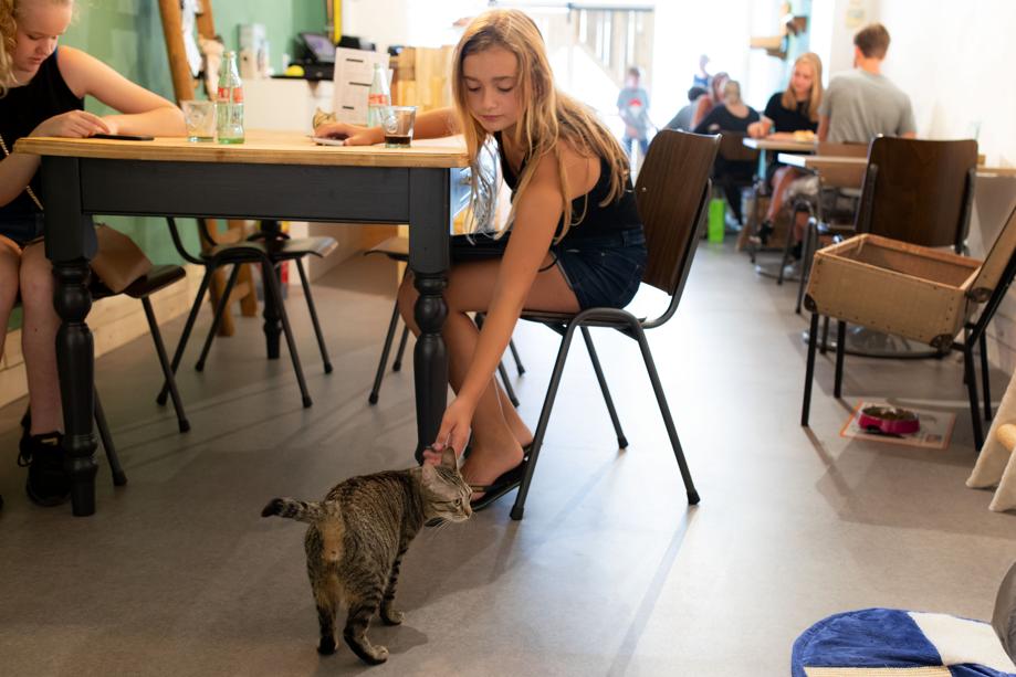 Eerste kattencafé Zuid-Limburg: high tea bij koning Sammie bit.ly/2vR25nW