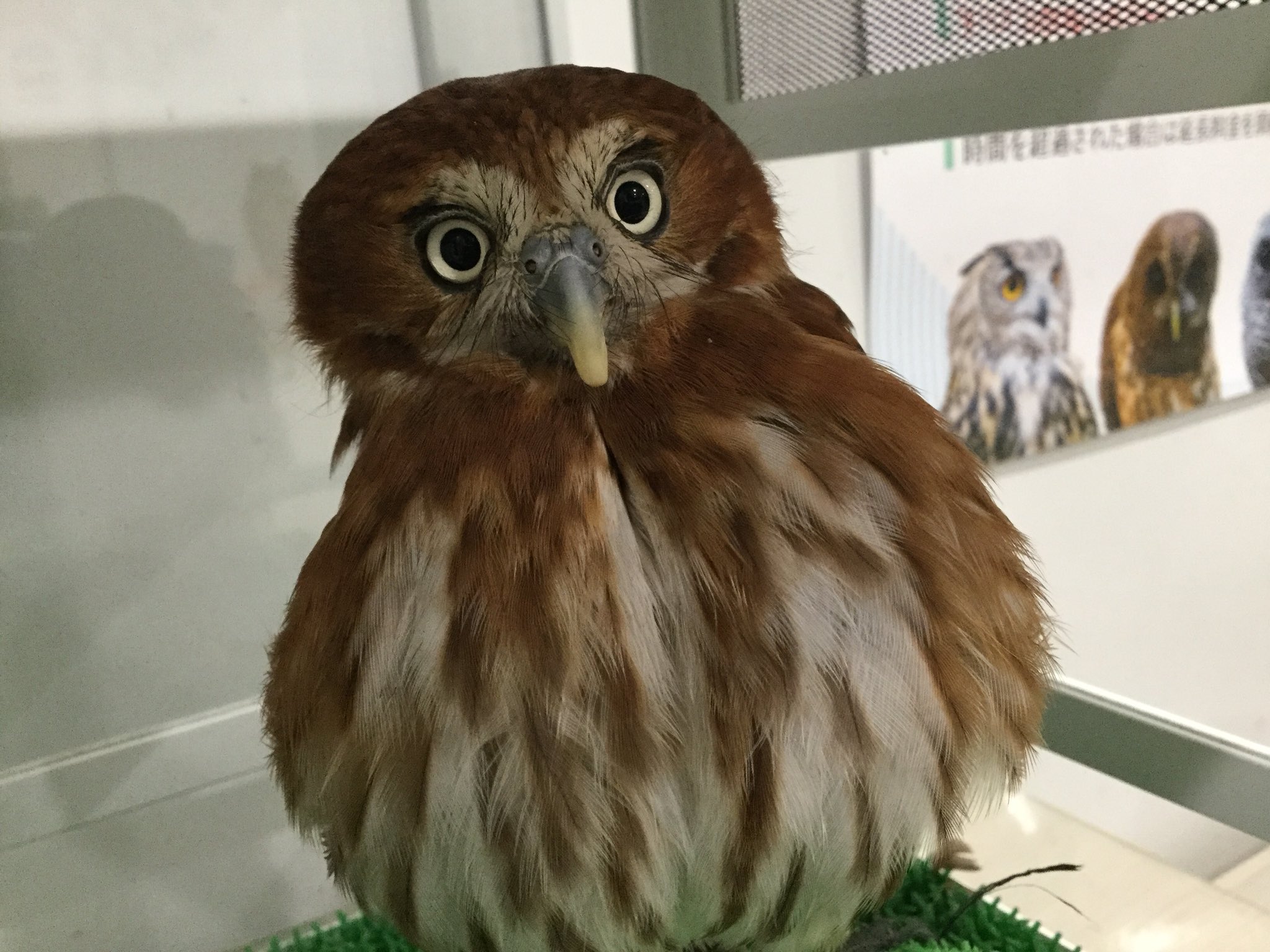 アニマルルームいけもふ 大きい と思いきやとっても小さなフクロウさんなんです 世界一小さいフクロウでアカスズメフクロウと言います ソラちゃんも13 00 14 00ふれあいできるので是非お越しください いけもふ ふくろう 池袋 ふくろう アニマルルームいけもふ 大きい と思いきやとっても小さなフクロウさんなんです 世界一小さいフクロウでアカスズメフクロウと言います ソラちゃんも13 00 14 00ふれあいできるので是非お越しください いけもふ ふくろう 池袋 ふくろう