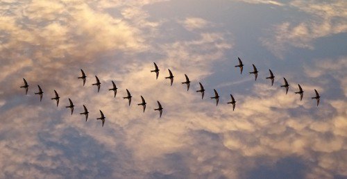 Migrating SQL in Drupal 8 with Migrate Tools and Migrate Plus - Colorfield - bit.ly/2u53pBK
