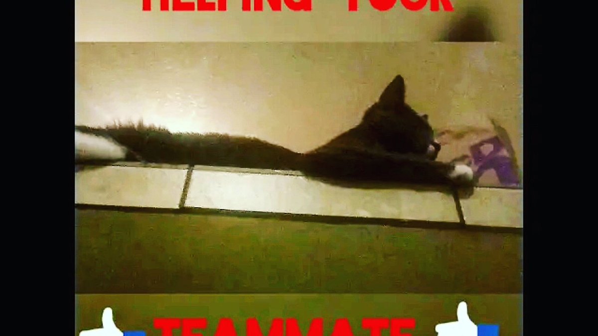 KingTomTom4's tweet photo. Help Your Teammate's Attack The Enemy

https://t.co/T919S5bbWF

#HelpYourTeammates #AttackThe Enemy #NewestVideo #YouTube #YouTubeKat #TwitterKat #InstagramKat #GamerKat @instagram @Twitter @YouTube https://t.co/LiVMisjl5J