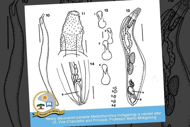 UL scientists name parasite after Vice Chancellor - observer.co.za/ul-scientists-…