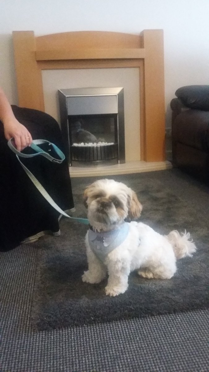BCM_Funerals's tweet photo. This lovely little #shihtzu came into our office the other day to visit his grandma in our #ChapelOfRest. Even #dogs have to #grieve .He was very well behaved after too and just sat down patiently on our rug. https://t.co/6uqNbGCEZh