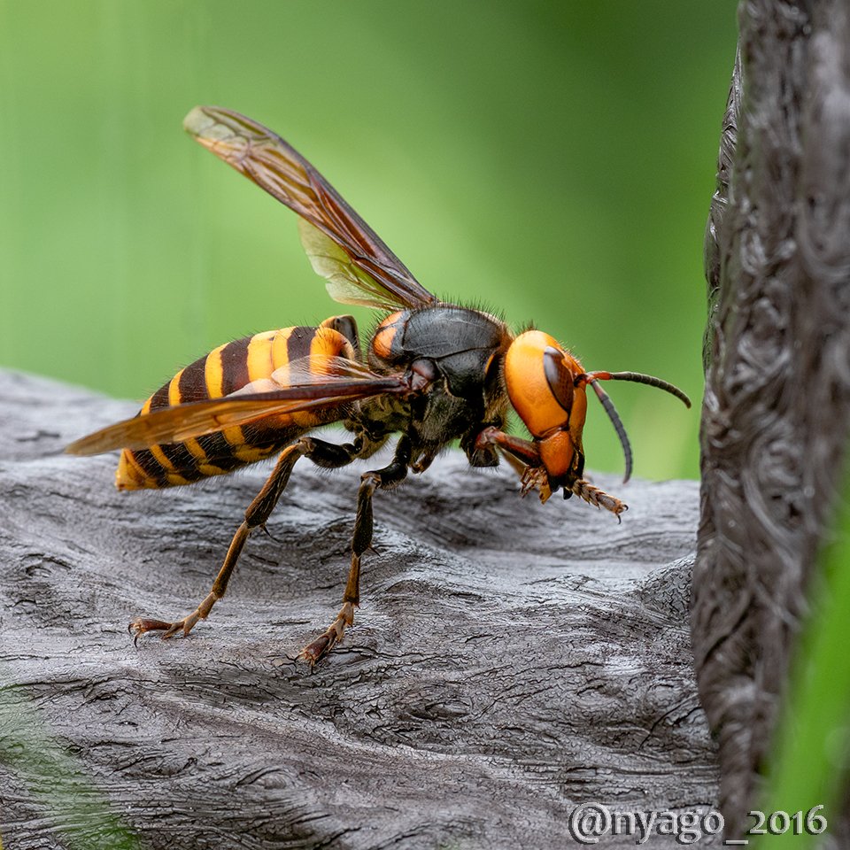 Nyago スズメバチ さん ニャンコが顔洗うのとそっくりな動き オオスズメバチ Hornet ハチ 蜂 昆虫 Insect