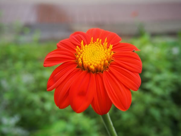 希望の花言葉 チトニア 赤いヒマワリの一種 太陽神のシンボル とも呼ばれていて古代アステカ帝国の国花だったとも伝えられています 花言葉は 幸福