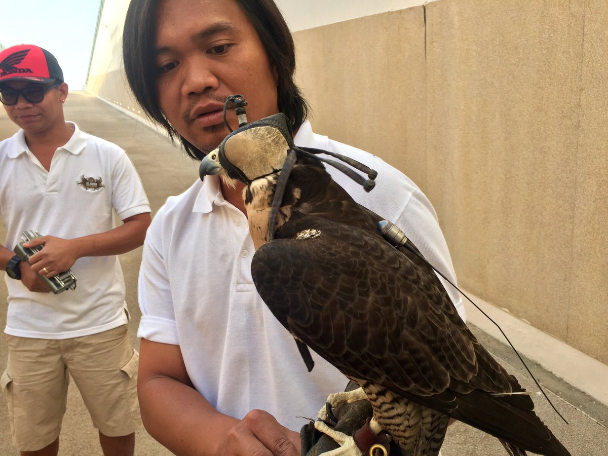 Louchepunter's tweet photo. @Ui_Maine At Meydan they employ this to rid the pigeons. I think for your reputation and street cred one of these would be so much better than a mere cat. #WardOff https://t.co/azvihwrqtp