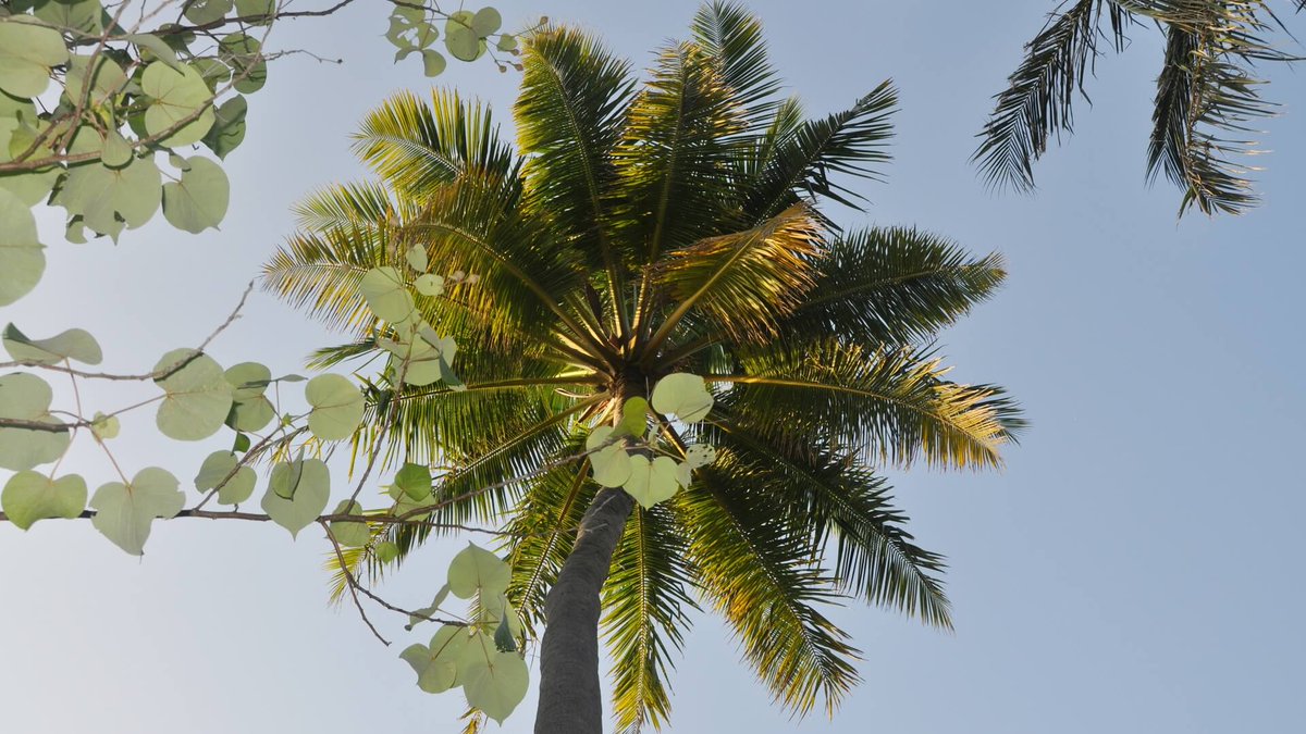 MaldiwaDV's tweet photo. The Million Tree Program
Forests cover only 3% of the Maldives area. A special program has been launched, within which plant nurseries have been established. When the seedling grows up and gets stronger, it will be planted on the islands of the archipelago.
#ьaldives #milliontree https://t.co/yhWQQCF62P