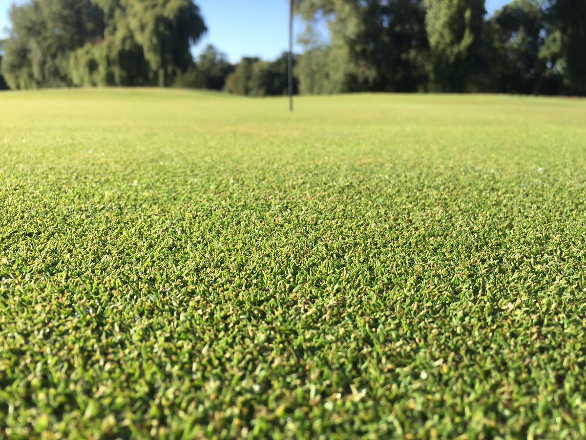 Only 2 weeks after ⁦@EalingGolfClub⁩ course works the greens are looking in fantastic shape for ⁦@Middxcgu⁩ seniors #topgreenstaff