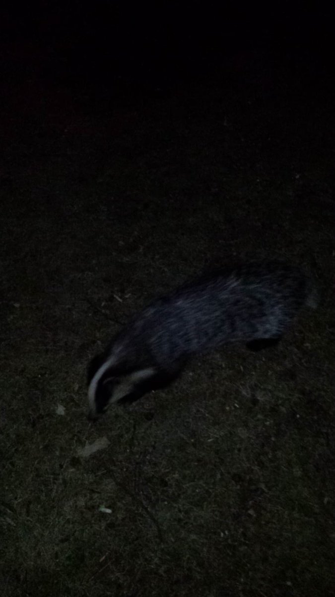 sharonradley1's tweet photo. Good night camp Zev and our latest participant! @TheTribeUK https://t.co/jGpl9AuybB