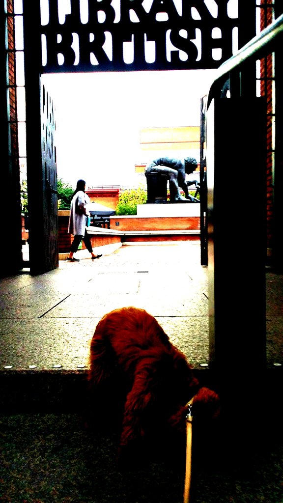 willoughby3bs's tweet photo. That Hand That Feeds Me Is dragging me to the British Library. My posterior is up in protest.
#willoughby #willoughbythecockapoo #cockapoo #dogsofinstagram #instagram #dogs#likeforfollow #follower #folloforlike #like4follow #instadog #googledogs #googlesearch #instacute #love https://t.co/88tH2qEcVL