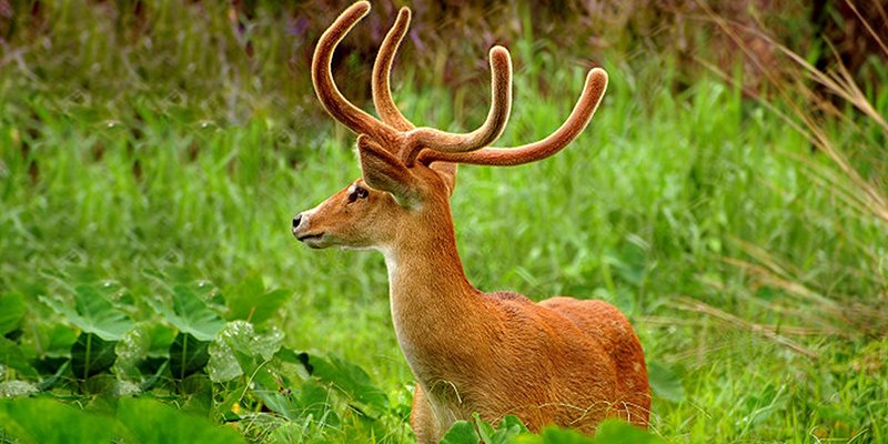 IndiaDiscover's tweet photo. india is one of the most beautiful countries in South Asia. It has a diverse natural beauty which attracts tourists, vacationers and nature lovers throughout the entire globe.   https://t.co/UXd4S2JtQr #wildlifetoursindia https://t.co/iKd2ZEt5Dw