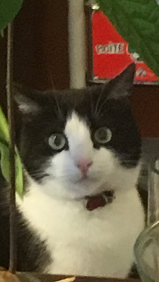 mandrxa's tweet image. AUVERGNE, CLERMONT FERRAND

Svp je suis en pleurs et très loin de la France, je sais pas quoi faire :
Je récompense si il faut jsuis prête à tout vraiment jveux pas qu’il lui arrive du mal

Si vous pouvez faire passer le message ou prévenir vos voisins