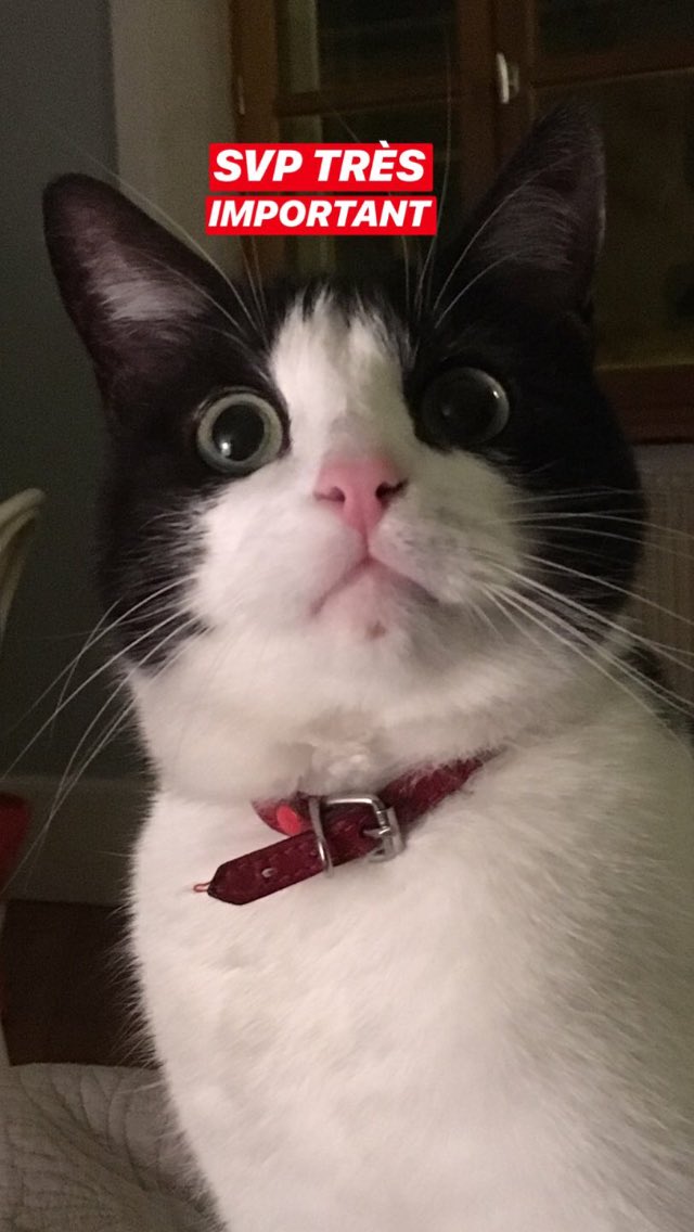 mandrxa's tweet image. AUVERGNE, CLERMONT FERRAND

Svp je suis en pleurs et très loin de la France, je sais pas quoi faire :
Je récompense si il faut jsuis prête à tout vraiment jveux pas qu’il lui arrive du mal

Si vous pouvez faire passer le message ou prévenir vos voisins