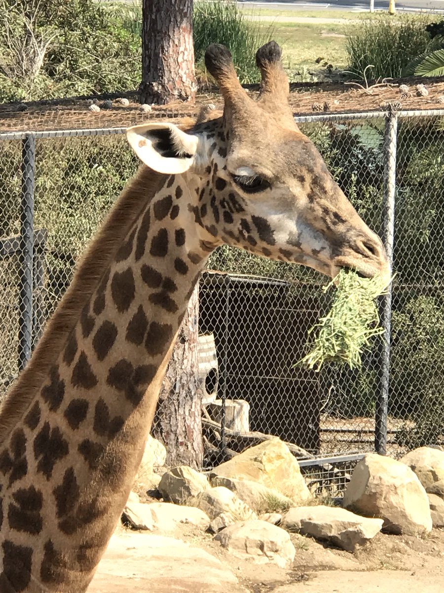 barby_ds's tweet photo. @santabarbarazoo #santabarbarazoo #giraffe Giraffes are the tallest mammal in the world❤️❤️❤️ https://t.co/80BbMFctrK