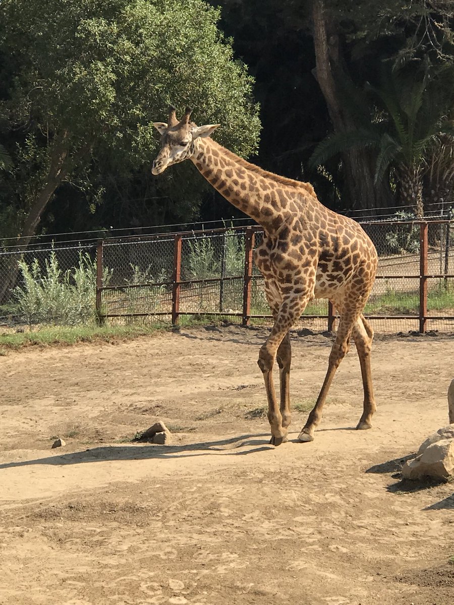 barby_ds's tweet photo. @santabarbarazoo #santabarbarazoo #giraffe Giraffes are the tallest mammal in the world❤️❤️❤️ https://t.co/80BbMFctrK