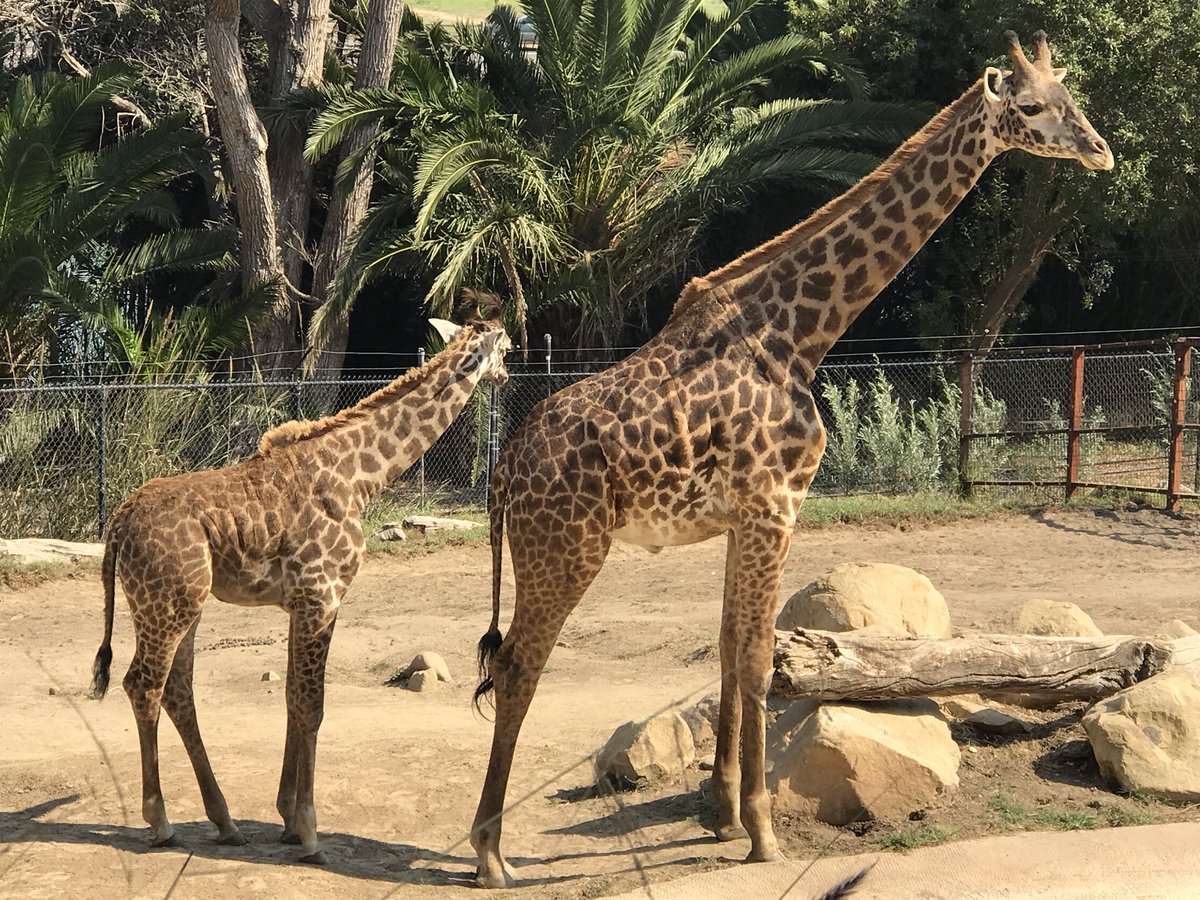 barby_ds's tweet photo. @santabarbarazoo #santabarbarazoo #giraffe Giraffes are the tallest mammal in the world❤️❤️❤️ https://t.co/80BbMFctrK