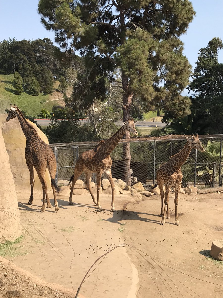 barby_ds's tweet photo. @santabarbarazoo #santabarbarazoo #giraffe Giraffes are the tallest mammal in the world❤️❤️❤️ https://t.co/80BbMFctrK