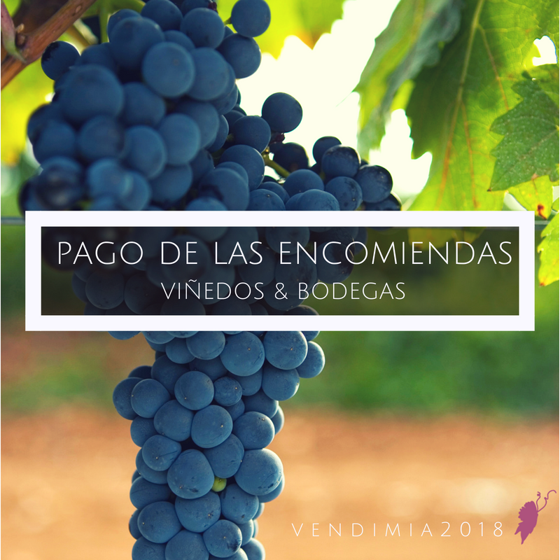 Se acerca la vendimia 🍇 y nosotros ya nos estamos preparando 😉
¡Feliz fin de semana
#pagodelasencomiendas #vendimia2018 #harvest #vino #winemakers #winelovers #enoturismo  #unadir #lenguaazul #xentia #bodegasyviñedos  #findesemana  #verano2018 #vinosextremadura #agosto