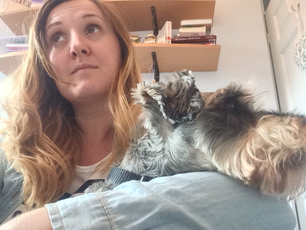 lindseybailey's tweet photo. Thunderstorm is happening here which means #BostinAustin has jumped on my lap and approximately no writing is happening #SchnauzerGang #scaredydog #lovehim https://t.co/GHT2Jccwth